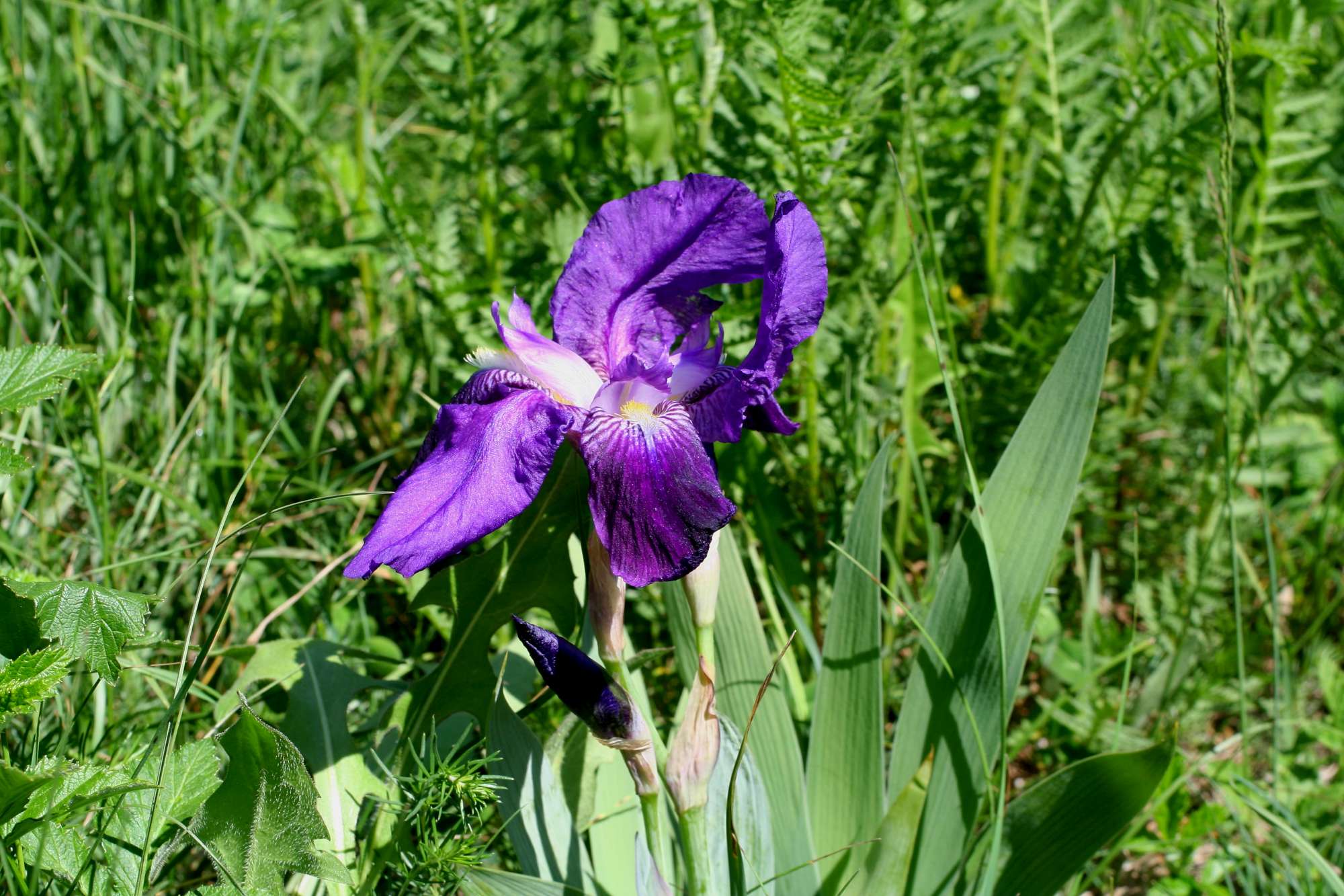 Iris germanica